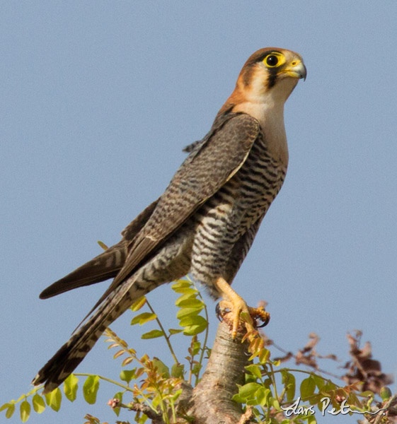 Red-necked Falcon